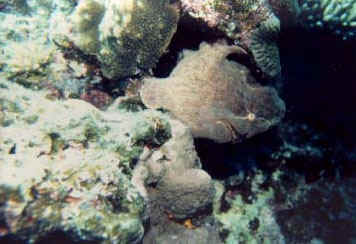 frogfish.jpg (34385 bytes)