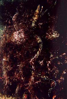 futo7.jpeg (29502 bytes)